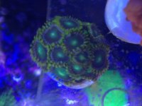 ImageUploadedByReefs1375318403.438192.jpg