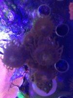 ImageUploadedByReefs1375318415.334601.jpg