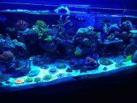 ImageUploadedByReefs1379111306.095694.jpg