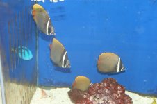 AV 4-10 028colare butterflys.jpg