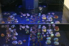 AV 4-10 037reefgen.jpg