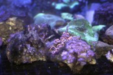 AV 4-10 050zoa's.jpg