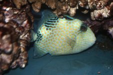 AV 4-10 075fuscus.jpg