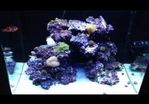 ImageUploadedByReefs1365617305.728275.jpg