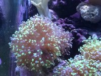FrogSpawn 2.jpg