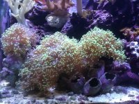 FrogSpawn 3.jpg