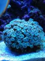ImageUploadedByReefs1371133532.057594.jpg