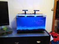 ImageUploadedByReefs1382629078.078119.jpg