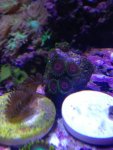 ImageUploadedByReefs1365630750.633317.jpg
