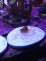 ImageUploadedByReefs1365630761.983133.jpg