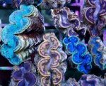 red sea clams 3.jpg