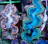 red sea clams.jpg