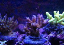 ImageUploadedByReefs1375400482.487606.jpg ImageUploadedByReefs1375400482.487606.jpg
