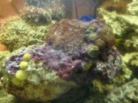ImageUploadedByReefs1382646141.167356.jpg