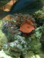ImageUploadedByReefs1382646157.700870.jpg