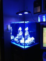ImageUploadedByReefs1371146188.813107.jpg