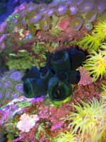 ImageUploadedByReefs1371150473.347803.jpg