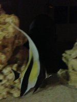 ImageUploadedByReefs1367553479.816804.jpg