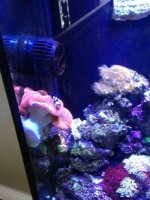ImageUploadedByReefs1365711644.724394.jpg
