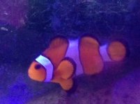 clown222.jpg