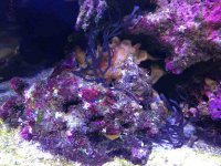 ImageUploadedByReefs1379124742.268150.jpg