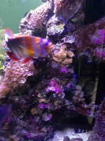 ImageUploadedByReefs1379124888.517761.jpg