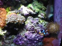ImageUploadedByReefs1379125449.967473.jpg