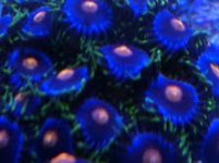 blowpop.jpg