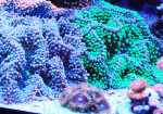 Rics-Garden.gif