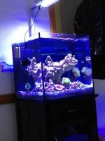 ImageUploadedByReefs1382719774.036997.jpg