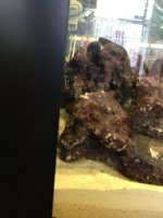 ImageUploadedByReefs1371209113.252711.jpg