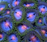 blow pop zoa.jpg