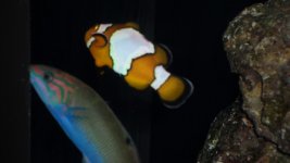 FISH 011.JPG