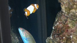 FISH 006.JPG