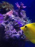 ImageUploadedByReefs1371236518.974449.jpg