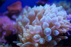 ImageUploadedByReefs1375498664.319159.jpg