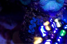 ImageUploadedByReefs1371236542.138754.jpg