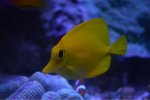 ImageUploadedByReefs1375498704.668212.jpg