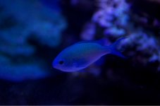 ImageUploadedByReefs1375498718.341730.jpg