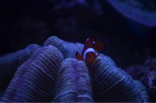 ImageUploadedByReefs1375498738.470939.jpg