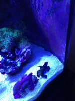 ImageUploadedByTapatalk1375500067.521455.jpg
