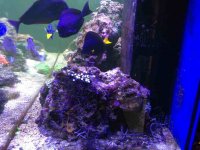 ImageUploadedByReefs1379267945.986627.jpg