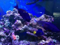 ImageUploadedByReefs1379267960.919692.jpg