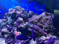 ImageUploadedByReefs1379267973.053460.jpg
