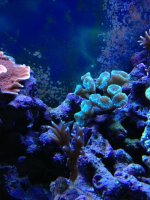ImageUploadedByReefs1371257353.132545.jpg