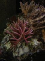 ImageUploadedByReefs1367669708.654170.jpg