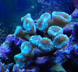 ImageUploadedByReefs1371264102.403163.jpg
