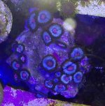 ImageUploadedByReefs2014-02-20 17:09:15 EST.jpg
