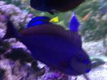 ImageUploadedByReefs1379278106.697563.jpg