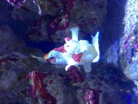 ImageUploadedByReefs1374565152.015648.jpg